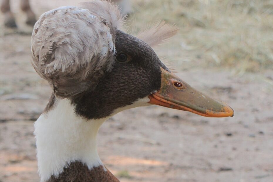 Le canard huppé ou canard pompon tete canard huppe canard pompon Tête d’un canard huppé domestique montrant son pompon de plumes