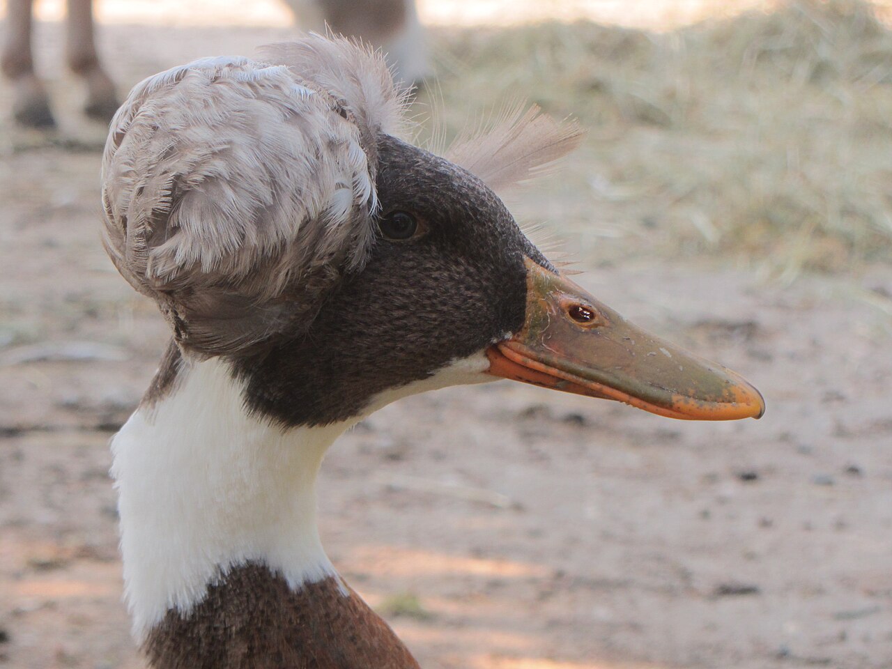 Tête d’un canard huppé domestique montrant son pompon de plumes Tête d’un canard huppé domestique montrant son pompon de plumes