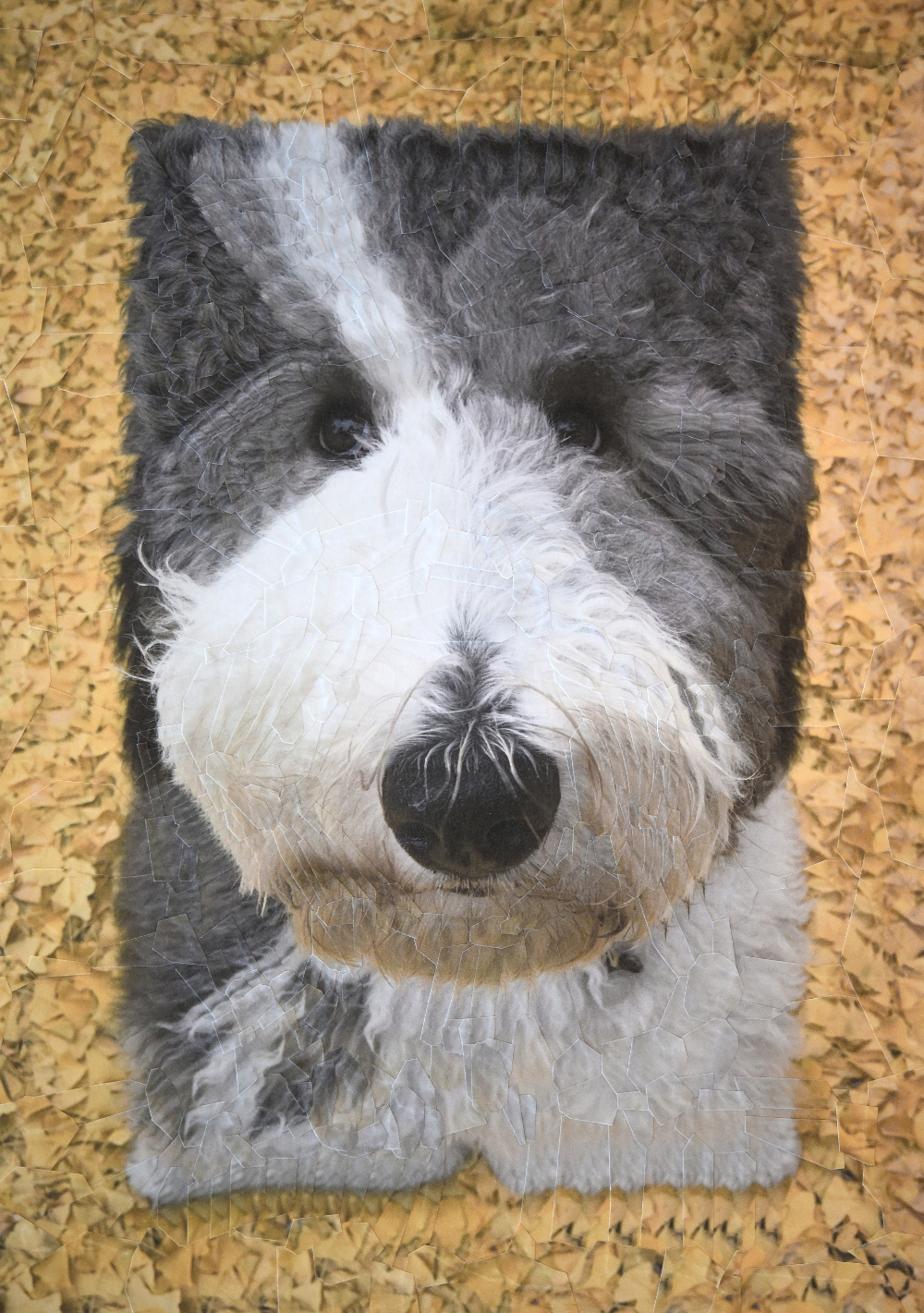 Cats and Dogs III – de nouveaux portraits surréalistes de chats et de chiens en collages par Lola Dupré Cats and Dogs III–de nouveaux portraits surrealistes de chats et de chiens en collages par Lola Dupre 5 Cats-and-Dogs-III–de-nouveaux-portraits-surrealistes-de-chats-et-de-chiens-en-collages-par-Lola-Dupre-5