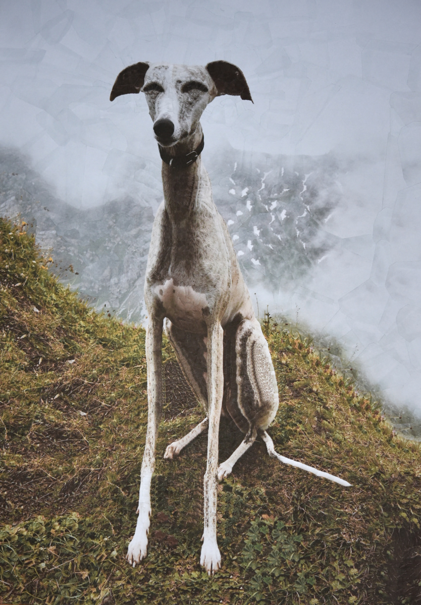 Cats and Dogs III – de nouveaux portraits surréalistes de chats et de chiens en collages par Lola Dupré Cats and Dogs III–de nouveaux portraits surrealistes de chats et de chiens en collages par Lola Dupre 6 Cats-and-Dogs-III–de-nouveaux-portraits-surrealistes-de-chats-et-de-chiens-en-collages-par-Lola-Dupre-6