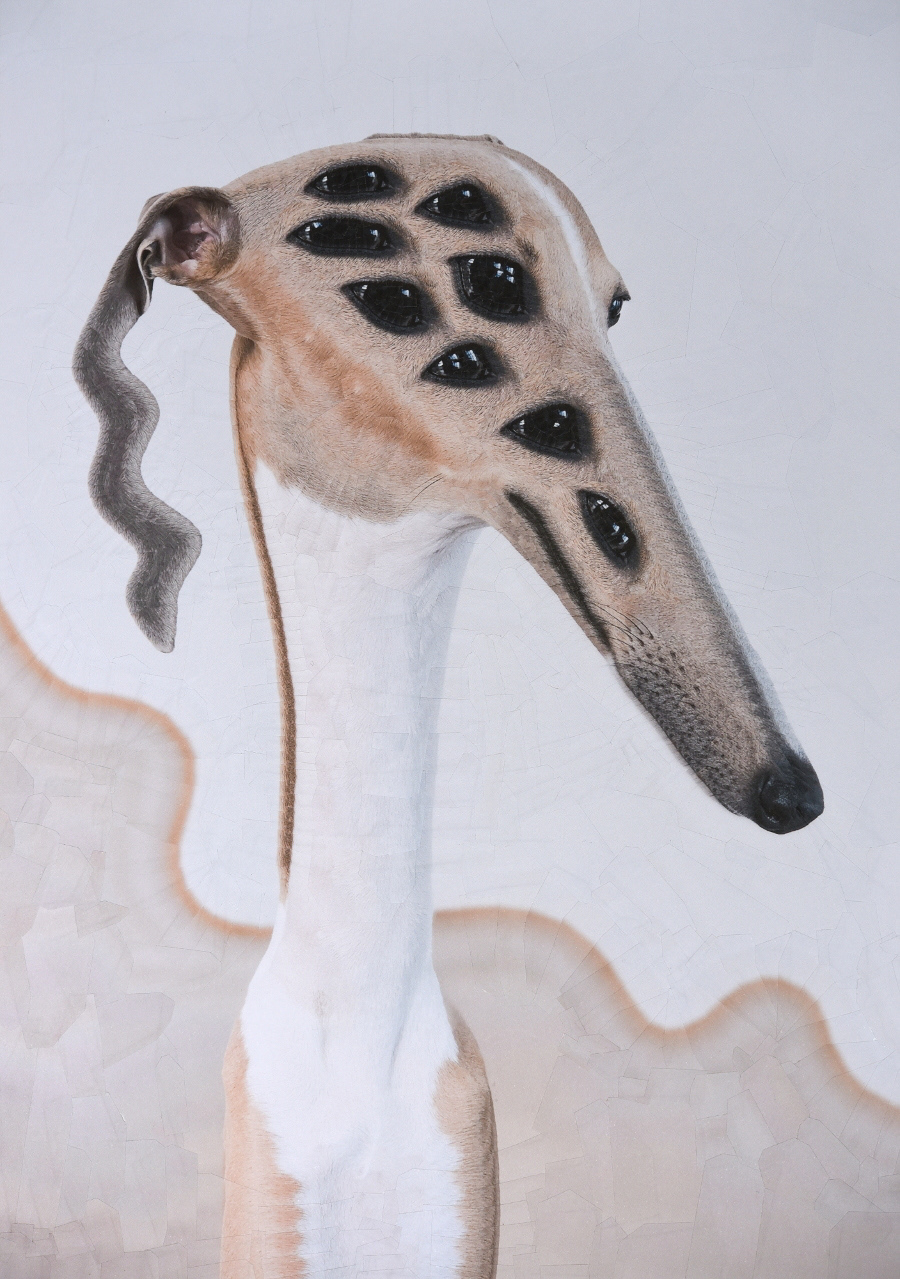 Cats and Dogs III – de nouveaux portraits surréalistes de chats et de chiens en collages par Lola Dupré Cats and Dogs III–de nouveaux portraits surrealistes de chats et de chiens en collages par Lola Dupre 7 Cats-and-Dogs-III–de-nouveaux-portraits-surrealistes-de-chats-et-de-chiens-en-collages-par-Lola-Dupre-7