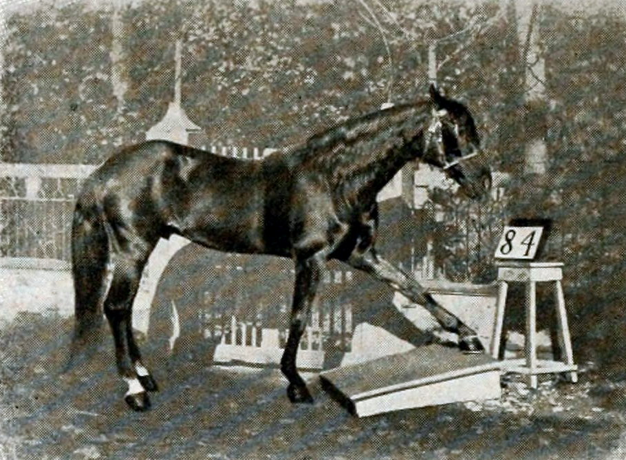 Clever Hans, Hans le malin, un cheval intelligent capable de pratiquer les mathématiques Clever Hans Hans le malin un cheval intelligent capable de pratiquer les mathematiques 2 Clever-Hans-Hans-le-malin-un-cheval-intelligent-capable-de-pratiquer-les-mathematiques-2