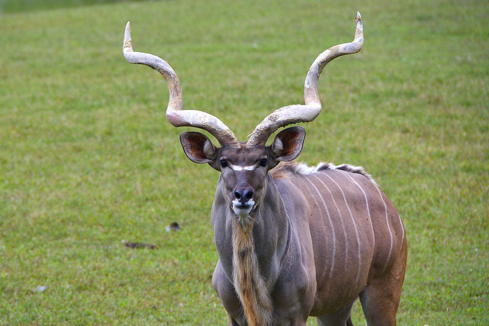 Le grand koudou une antilope a barbichette et cornes torsadees 1 Le grand koudou une antilope a barbichette et cornes torsadees 1