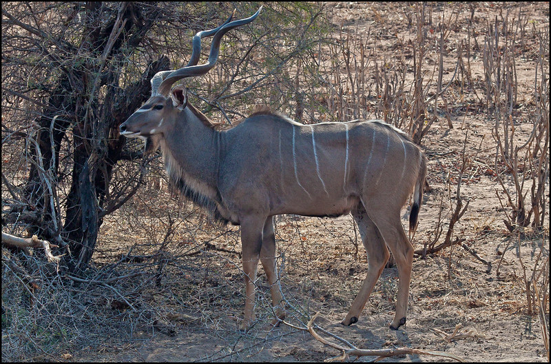 Le grand koudou , une antilope à barbichette et cornes torsadées Le grand koudou une antilope a barbichette et cornes torsadees 10 Le-grand-koudou-une-antilope-a-barbichette-et-cornes-torsadees-10