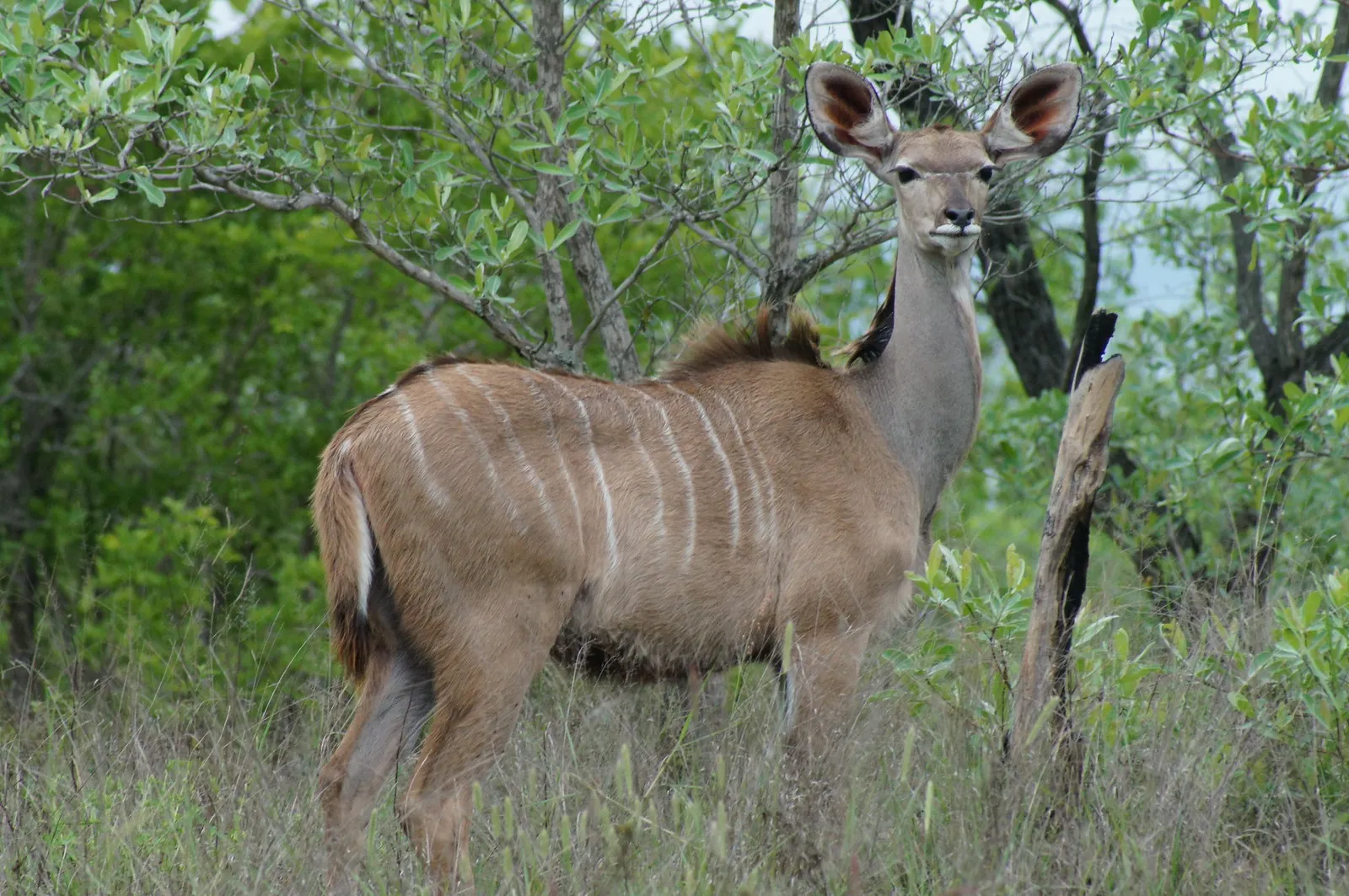 Le grand koudou une antilope a barbichette et cornes torsadees 11 Le grand koudou une antilope a barbichette et cornes torsadees 11