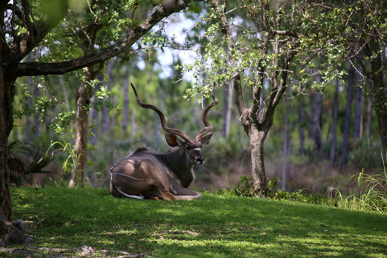 Le grand koudou , une antilope à barbichette et cornes torsadées Le grand koudou une antilope a barbichette et cornes torsadees 12 Le-grand-koudou-une-antilope-a-barbichette-et-cornes-torsadees-12