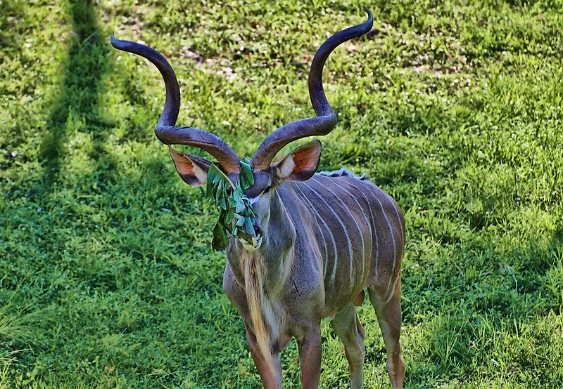 Le grand koudou , une antilope à barbichette et cornes torsadées Le grand koudou une antilope a barbichette et cornes torsadees 14 Le-grand-koudou-une-antilope-a-barbichette-et-cornes-torsadees-14