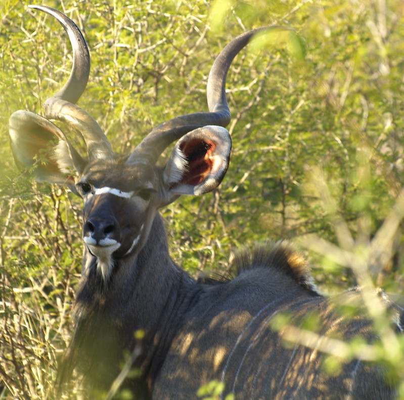 Le grand koudou , une antilope à barbichette et cornes torsadées Le grand koudou une antilope a barbichette et cornes torsadees 15 Le-grand-koudou-une-antilope-a-barbichette-et-cornes-torsadees-15