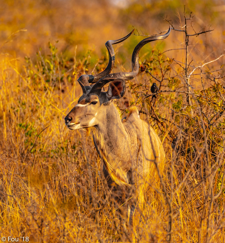 Le grand koudou , une antilope à barbichette et cornes torsadées Le grand koudou une antilope a barbichette et cornes torsadees 17 Le-grand-koudou-une-antilope-a-barbichette-et-cornes-torsadees-17
