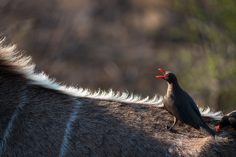 Le grand koudou , une antilope à barbichette et cornes torsadées Le grand koudou une antilope a barbichette et cornes torsadees 18 Le-grand-koudou-une-antilope-a-barbichette-et-cornes-torsadees-18