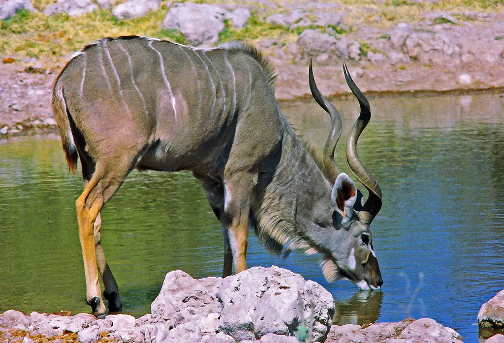 Le grand koudou une antilope a barbichette et cornes torsadees 5 Le grand koudou une antilope a barbichette et cornes torsadees 5