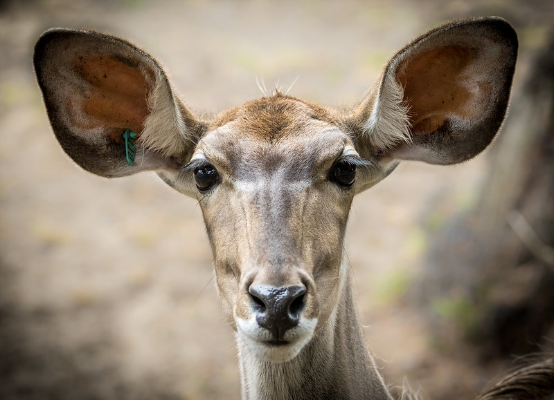 Le grand koudou , une antilope à barbichette et cornes torsadées Le grand koudou une antilope a barbichette et cornes torsadees 7 Le-grand-koudou-une-antilope-a-barbichette-et-cornes-torsadees-7