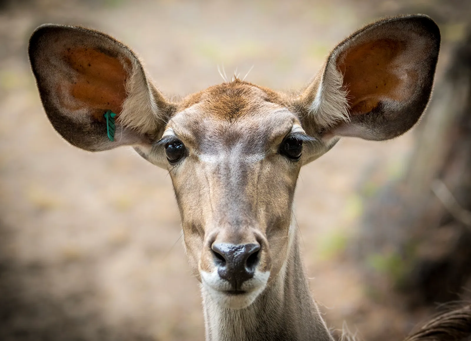 Le grand koudou une antilope a barbichette et cornes torsadees 7 Le grand koudou une antilope a barbichette et cornes torsadees 7