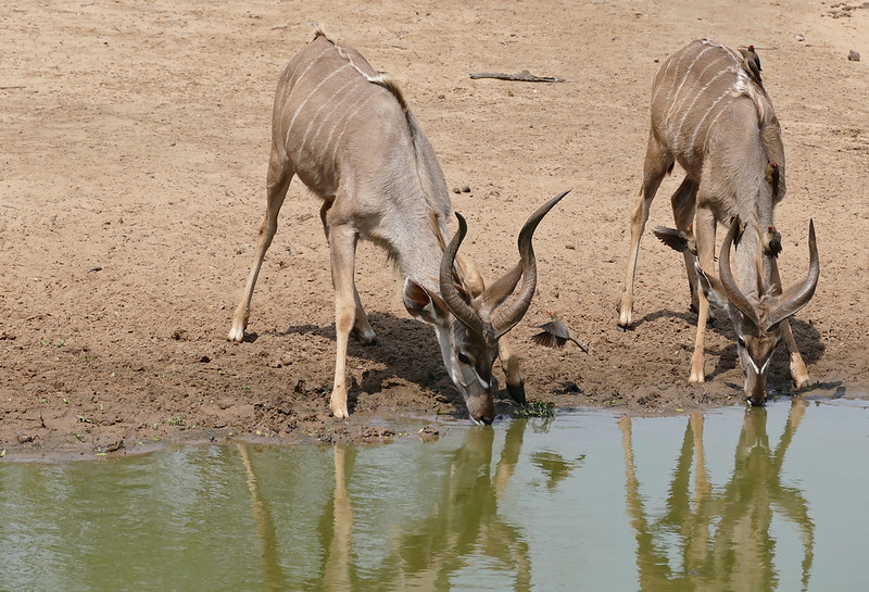 Le grand koudou , une antilope à barbichette et cornes torsadées Le grand koudou une antilope a barbichette et cornes torsadees 8 Le-grand-koudou-une-antilope-a-barbichette-et-cornes-torsadees-8
