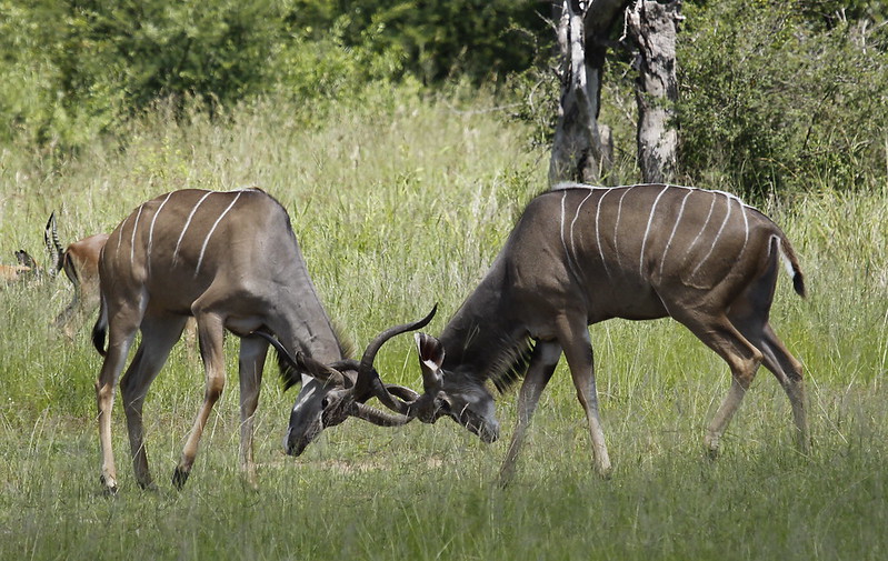 Le grand koudou , une antilope à barbichette et cornes torsadées Le grand koudou une antilope a barbichette et cornes torsadees 9 Le-grand-koudou-une-antilope-a-barbichette-et-cornes-torsadees-9