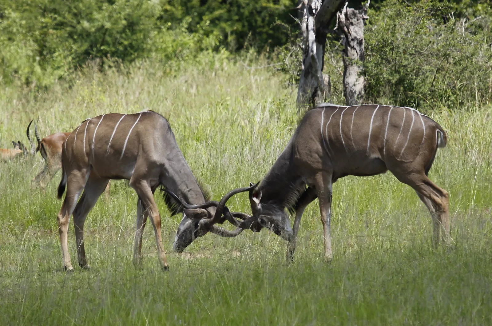 Le grand koudou une antilope a barbichette et cornes torsadees 9 Le grand koudou une antilope a barbichette et cornes torsadees 9