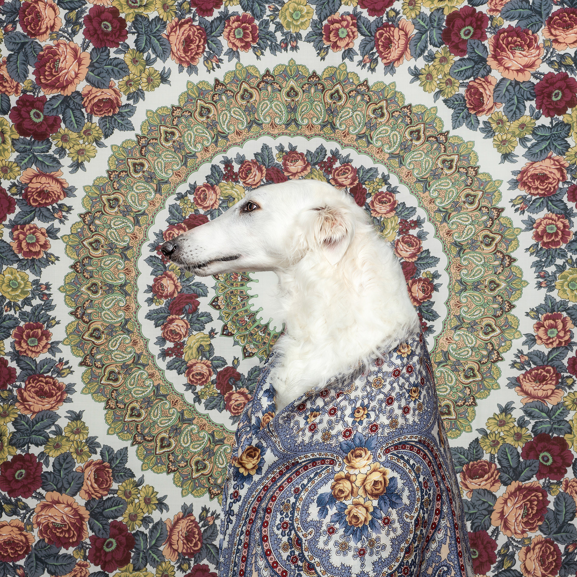 The Dog Show 3 - de nouveaux portraits de chiens par Alexander Khokhlov et Veronica Ershova The Dog Show 3 de nouveaux portraits de chiens par Alexander Khokhlov et Veronica Ershova 1 The-Dog-Show-3-de-nouveaux-portraits-de-chiens-par-Alexander-Khokhlov-et-Veronica-Ershova-1