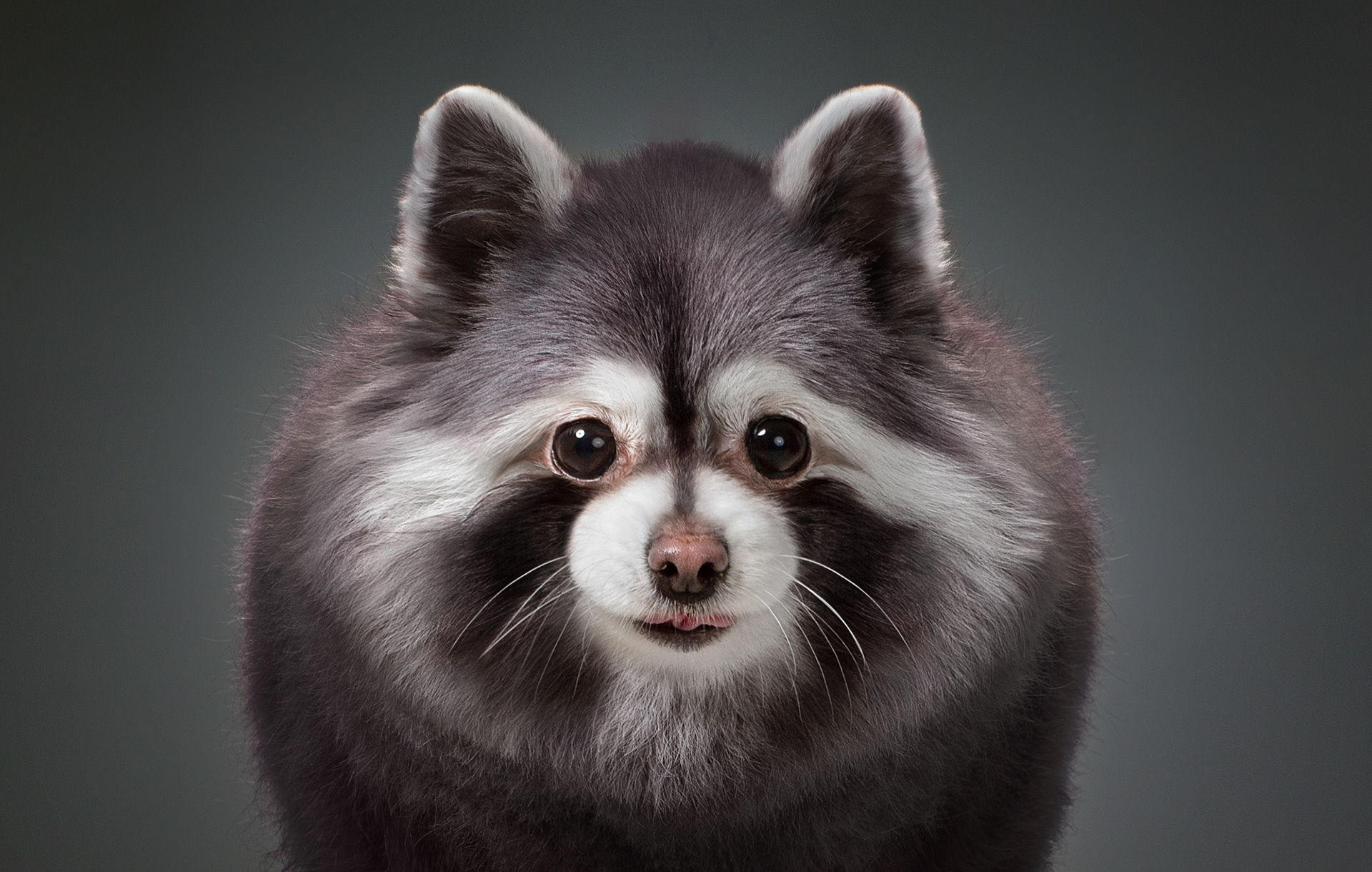 The Dog Show 3 - de nouveaux portraits de chiens par Alexander Khokhlov et Veronica Ershova The Dog Show 3 de nouveaux portraits de chiens par Alexander Khokhlov et Veronica Ershova 10 The-Dog-Show-3-de-nouveaux-portraits-de-chiens-par-Alexander-Khokhlov-et-Veronica-Ershova-10