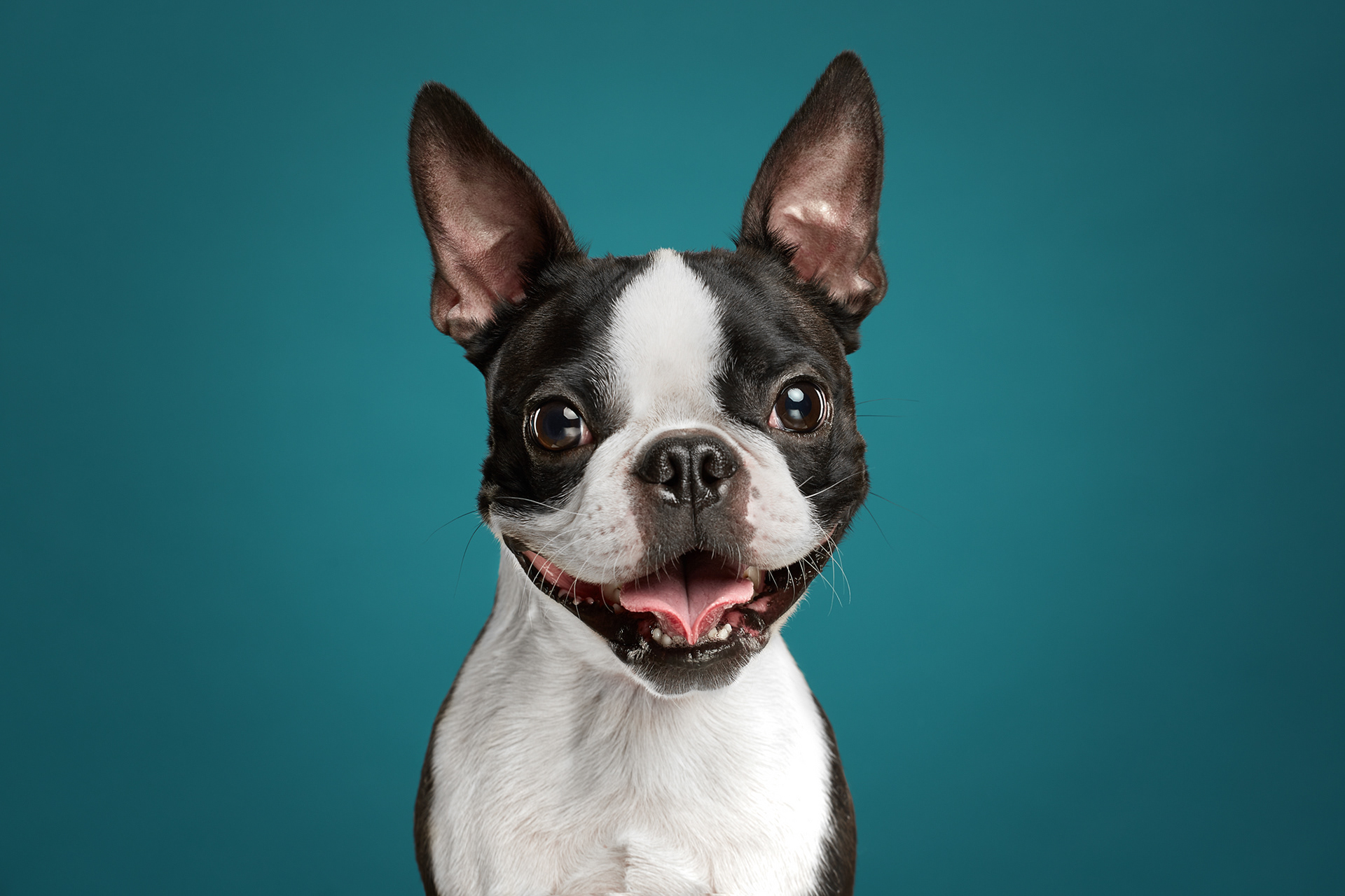 The Dog Show 3 - de nouveaux portraits de chiens par Alexander Khokhlov et Veronica Ershova The Dog Show 3 de nouveaux portraits de chiens par Alexander Khokhlov et Veronica Ershova 11 The-Dog-Show-3-de-nouveaux-portraits-de-chiens-par-Alexander-Khokhlov-et-Veronica-Ershova-11