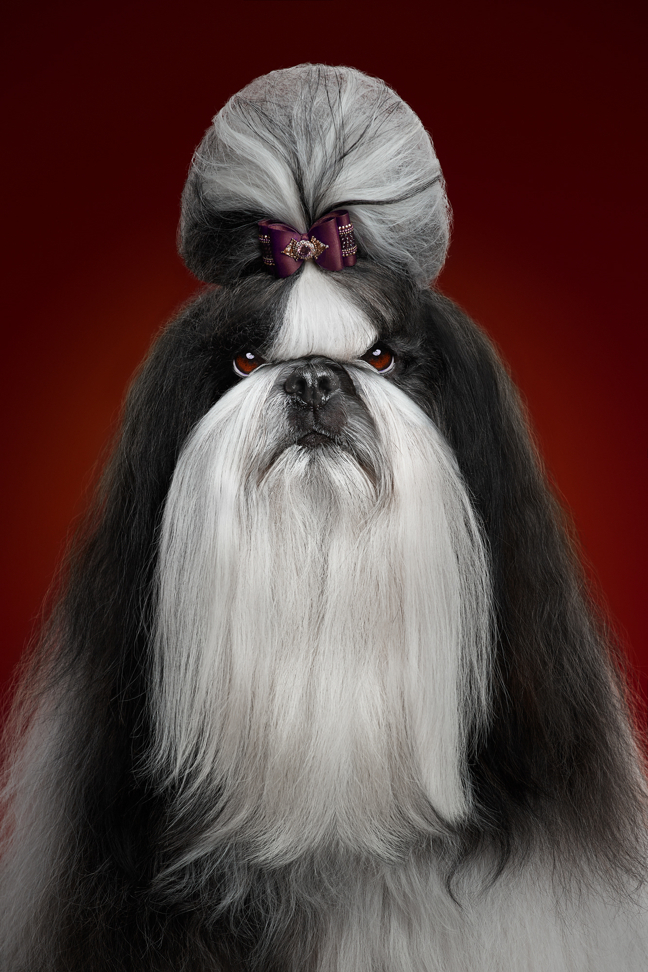 The Dog Show 3 - de nouveaux portraits de chiens par Alexander Khokhlov et Veronica Ershova The Dog Show 3 de nouveaux portraits de chiens par Alexander Khokhlov et Veronica Ershova 12 The-Dog-Show-3-de-nouveaux-portraits-de-chiens-par-Alexander-Khokhlov-et-Veronica-Ershova-12