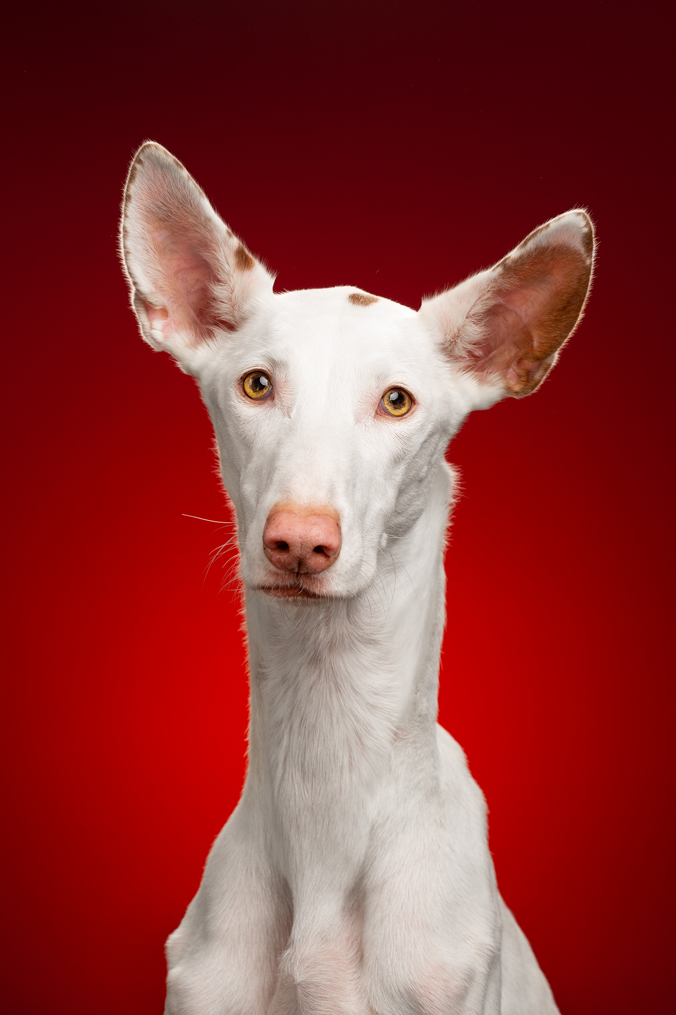 The Dog Show 3 - de nouveaux portraits de chiens par Alexander Khokhlov et Veronica Ershova The Dog Show 3 de nouveaux portraits de chiens par Alexander Khokhlov et Veronica Ershova 14 The-Dog-Show-3-de-nouveaux-portraits-de-chiens-par-Alexander-Khokhlov-et-Veronica-Ershova-14