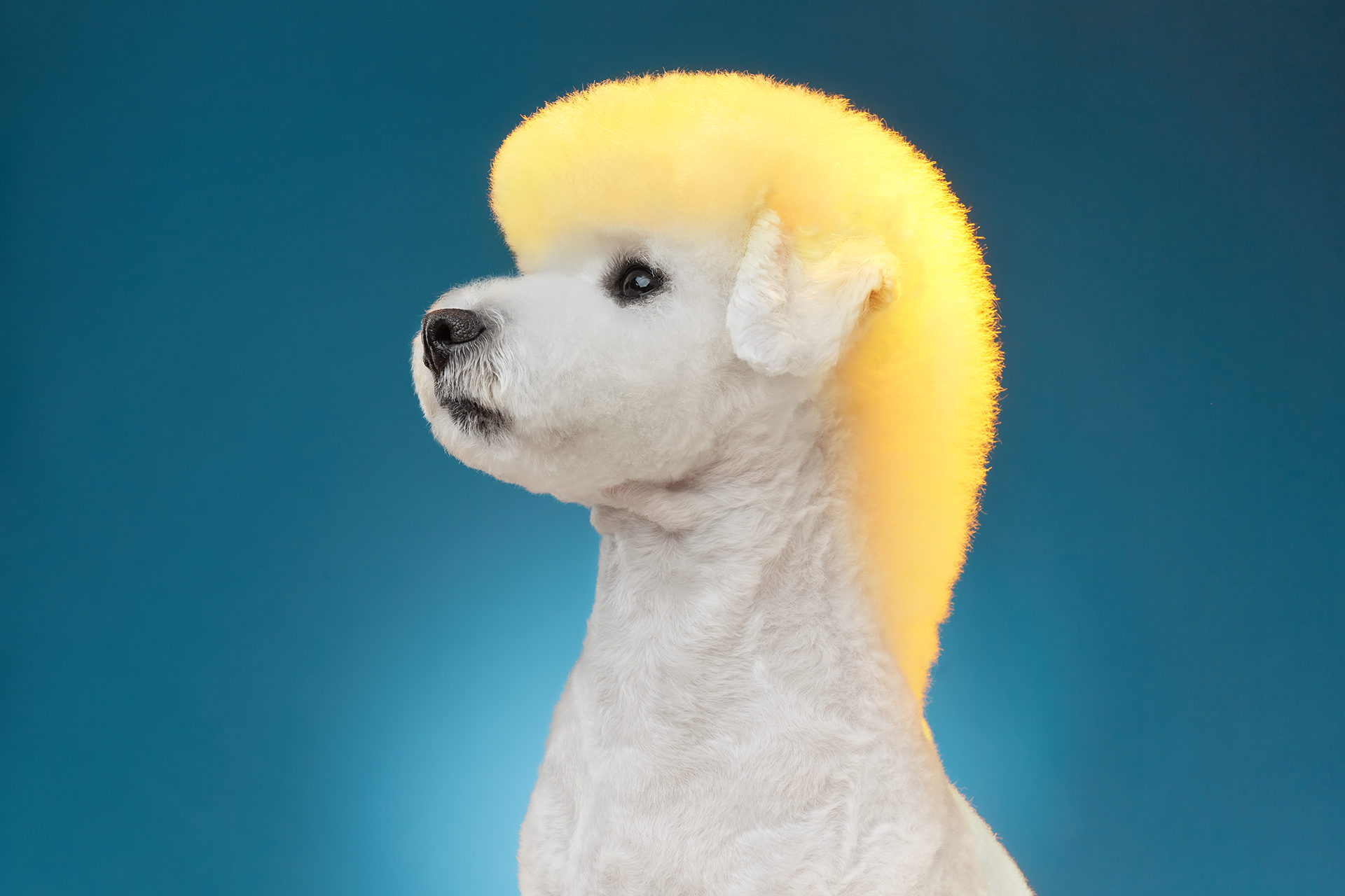 The Dog Show 3 - de nouveaux portraits de chiens par Alexander Khokhlov et Veronica Ershova The Dog Show 3 de nouveaux portraits de chiens par Alexander Khokhlov et Veronica Ershova 4 The-Dog-Show-3-de-nouveaux-portraits-de-chiens-par-Alexander-Khokhlov-et-Veronica-Ershova-4