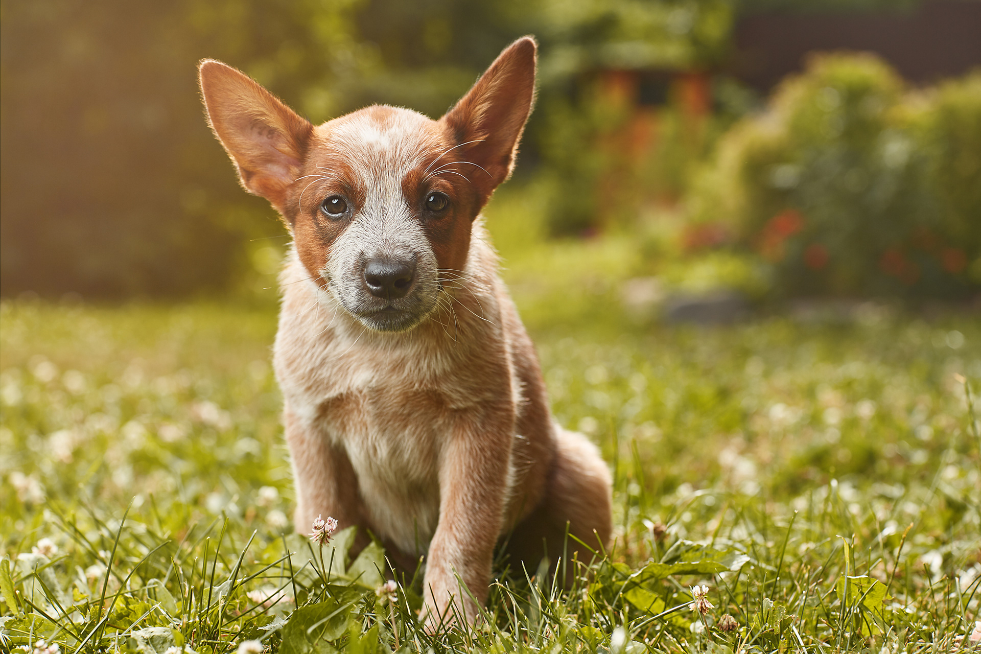 The Dog Show 3 - de nouveaux portraits de chiens par Alexander Khokhlov et Veronica Ershova The Dog Show 3 de nouveaux portraits de chiens par Alexander Khokhlov et Veronica Ershova 9 The-Dog-Show-3-de-nouveaux-portraits-de-chiens-par-Alexander-Khokhlov-et-Veronica-Ershova-9