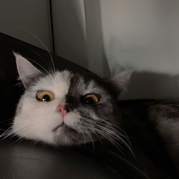 chat, un charmant chat biface chat un charmant chat biface 10 chat-un-charmant-chat-biface-10