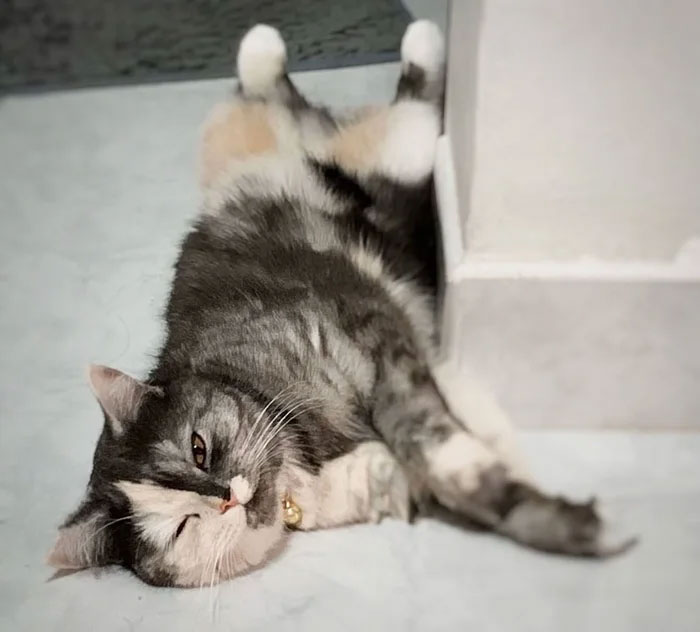 chat, un charmant chat biface chat un charmant chat biface 7 chat-un-charmant-chat-biface-7