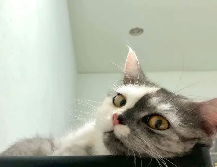 chat, un charmant chat biface chat un charmant chat biface 8 chat-un-charmant-chat-biface-8