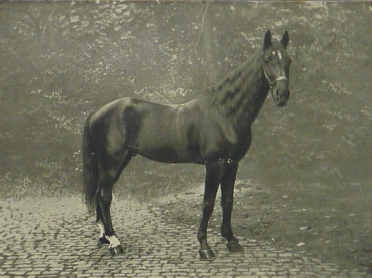 clever hans 1910 Portrait de Hans le Malin en 1910