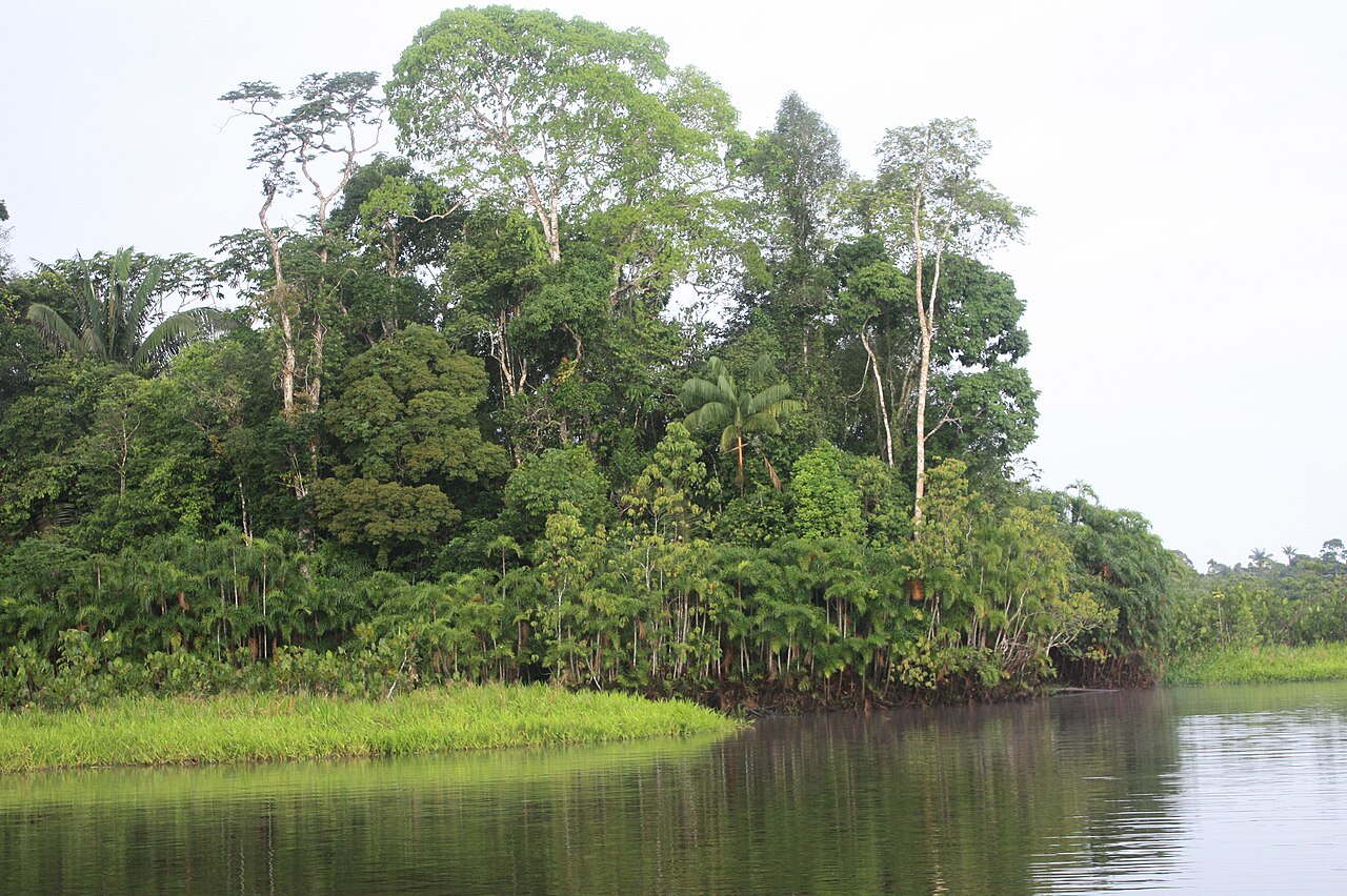 foret yasuni equateur amazonie Forêt amazonienne de Yasuní en Équateur