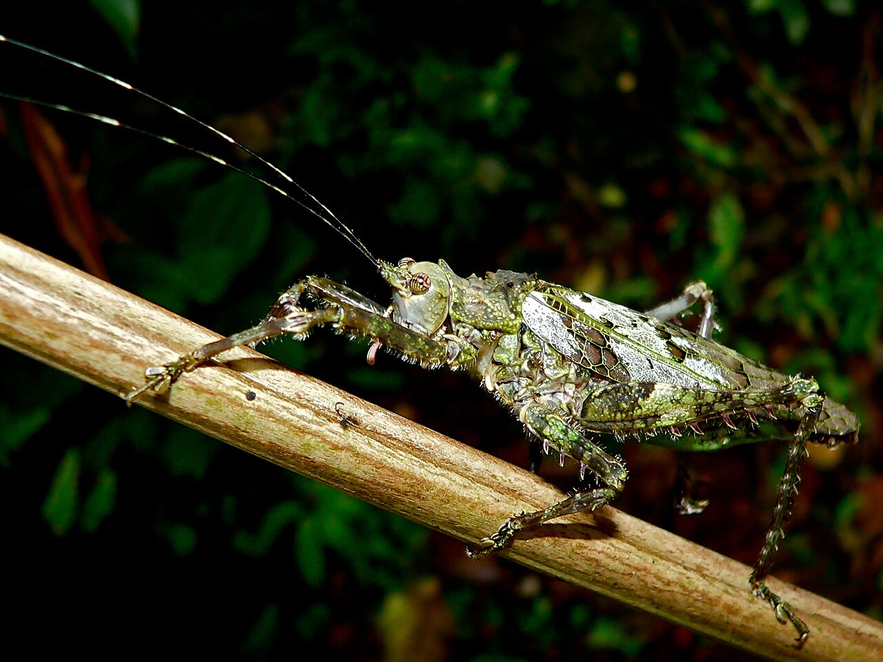Haemodiasma tessellata, sauterelle camouflée dans la végétation Haemodiasma tessellata, sauterelle camouflée dans la végétation