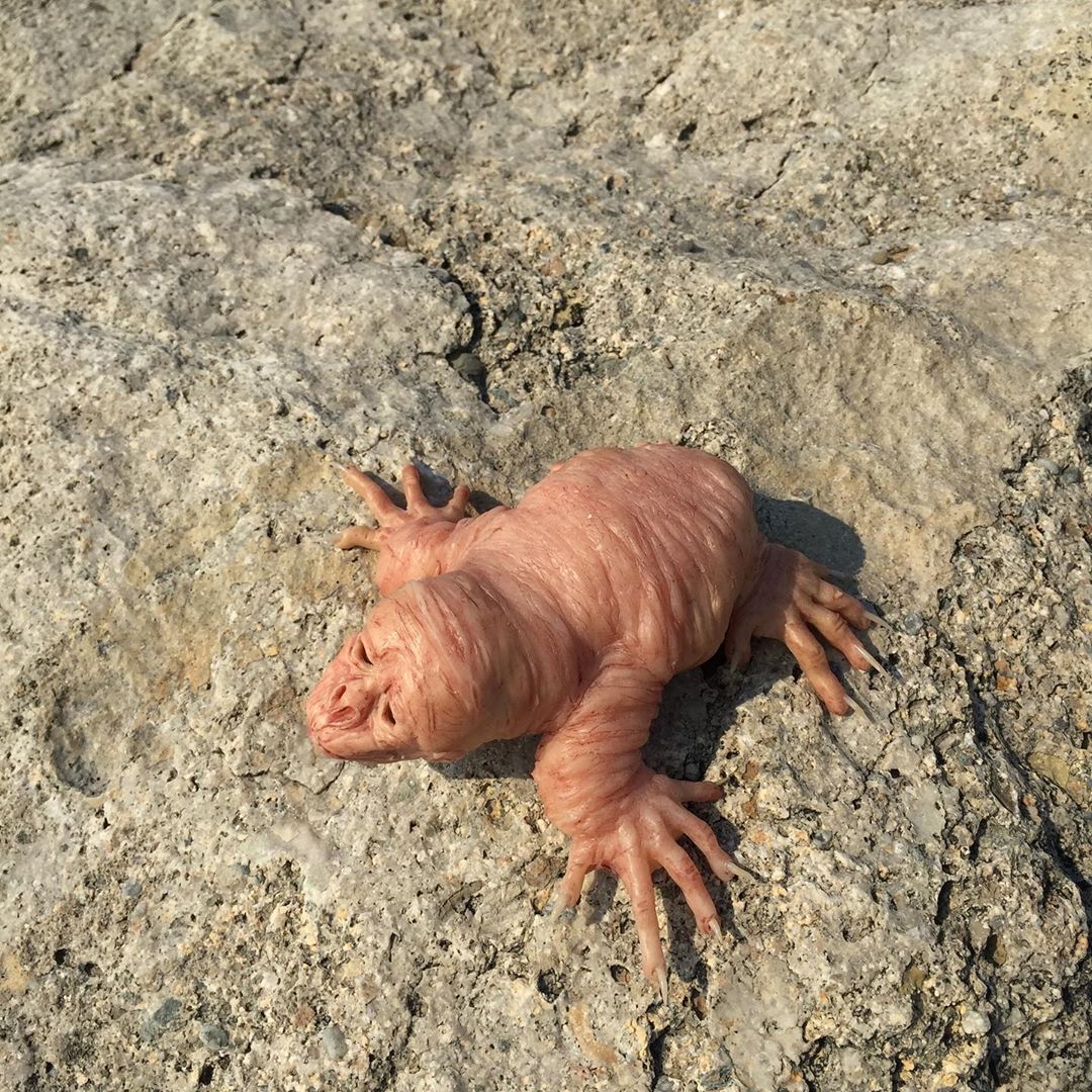 les horribles créatures hyper réalistes de Laira Maganuco les horribles creatures hyper realistes de Laira Maganuco 20 les-horribles-creatures-hyper-realistes-de-Laira-Maganuco-20