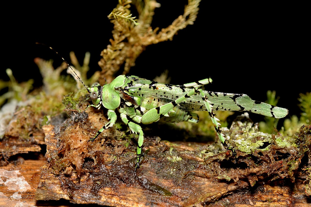 Sauterelle lichen camouflée dans la végétation en Équateur Sauterelle lichen camouflée dans la végétation en Équateur