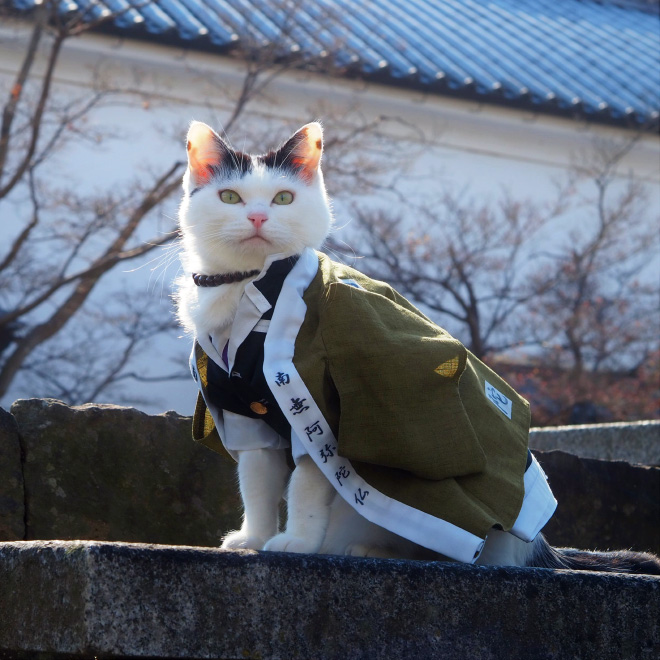 Des costumes d'anime pour chat par YagyouNEKO Des costumes d anime pour chat par YagyouNEKO 11 Des-costumes-d-anime-pour-chat-par-YagyouNEKO-11