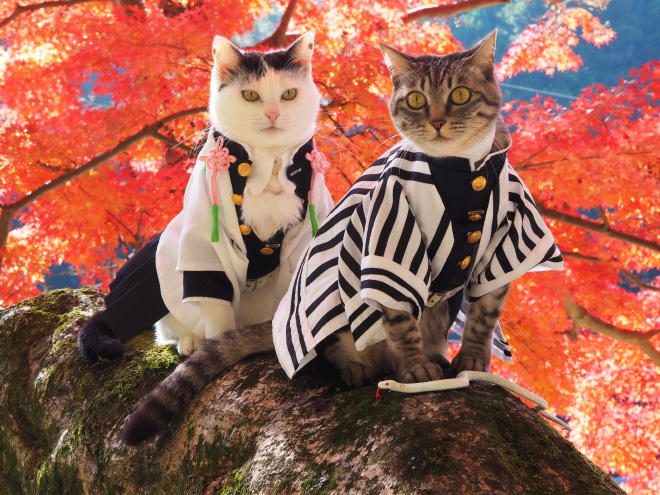 Des costumes d'anime pour chat par YagyouNEKO Des costumes d anime pour chat par YagyouNEKO 13 Des-costumes-d-anime-pour-chat-par-YagyouNEKO-13