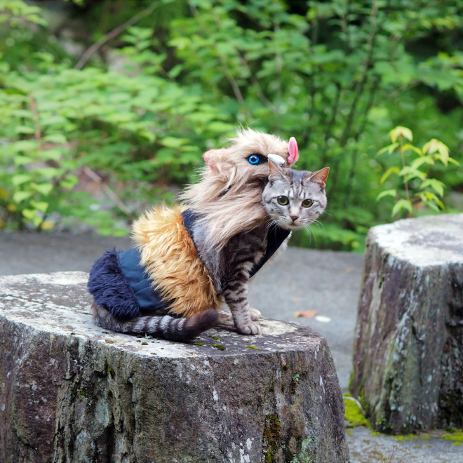 Des costumes d'anime pour chat par YagyouNEKO Des costumes d anime pour chat par YagyouNEKO 17 Des-costumes-d-anime-pour-chat-par-YagyouNEKO-17