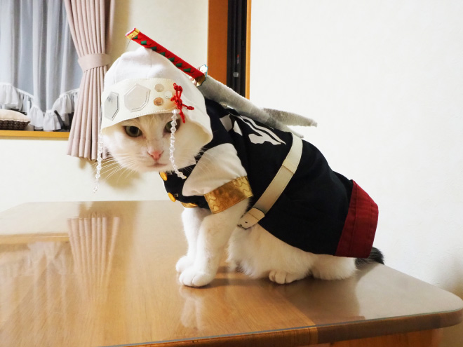 Des costumes d'anime pour chat par YagyouNEKO Des costumes d anime pour chat par YagyouNEKO 19 Des-costumes-d-anime-pour-chat-par-YagyouNEKO-19