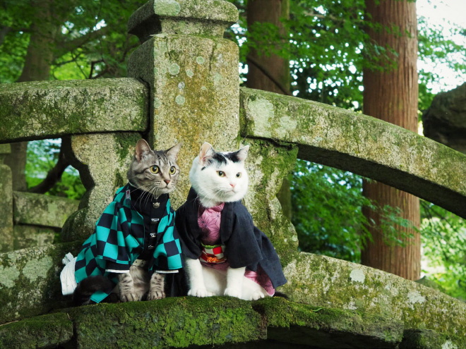 Des costumes d'anime pour chat par YagyouNEKO Des costumes d anime pour chat par YagyouNEKO 21 Des-costumes-d-anime-pour-chat-par-YagyouNEKO-21