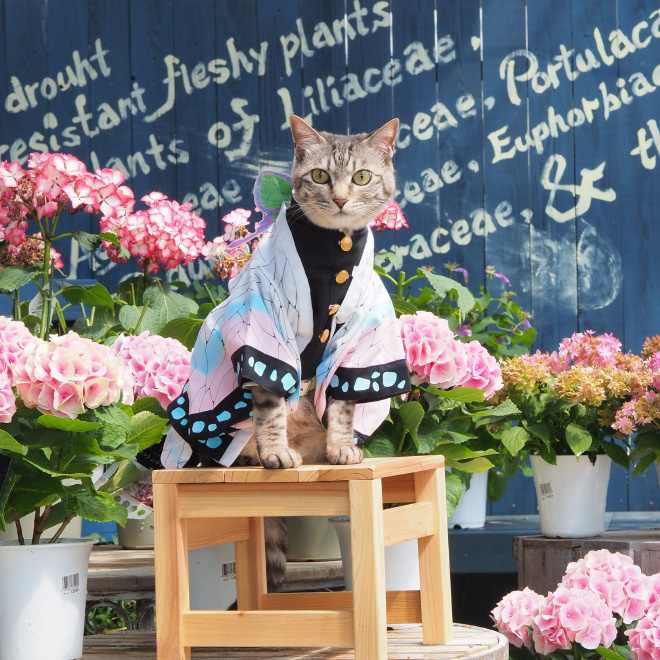 Des costumes d'anime pour chat par YagyouNEKO Des costumes d anime pour chat par YagyouNEKO 4 Des-costumes-d-anime-pour-chat-par-YagyouNEKO-4