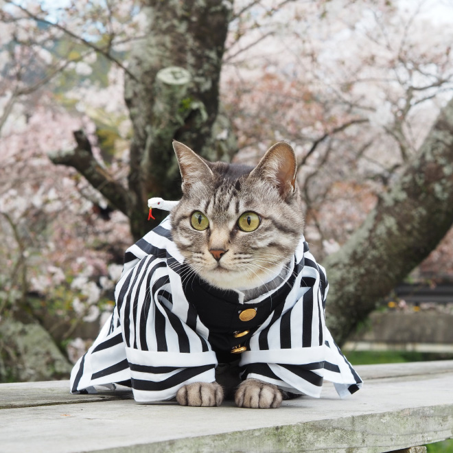 Des costumes d'anime pour chat par YagyouNEKO Des costumes d anime pour chat par YagyouNEKO 5 Des-costumes-d-anime-pour-chat-par-YagyouNEKO-5