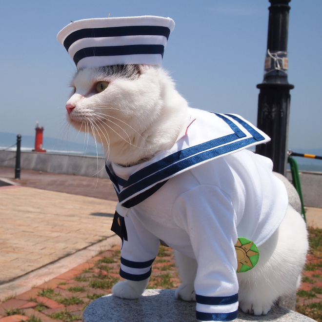 Des costumes d'anime pour chat par YagyouNEKO Des costumes d anime pour chat par YagyouNEKO 8 Des-costumes-d-anime-pour-chat-par-YagyouNEKO-8