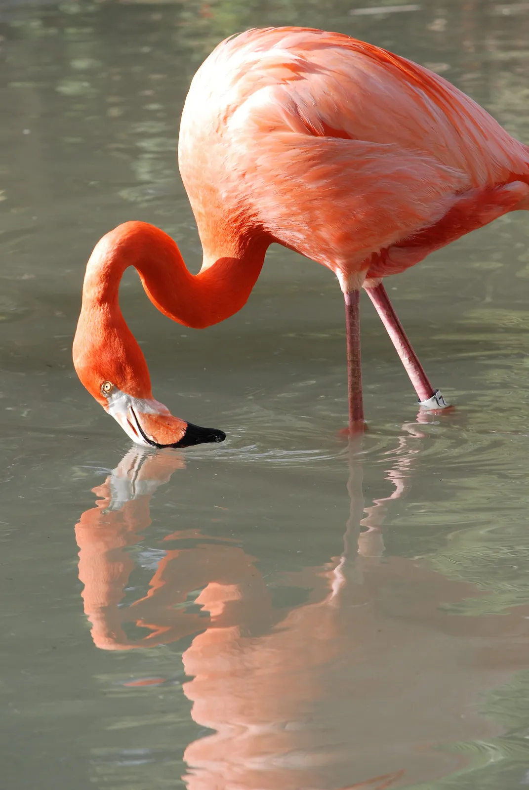 bec a l envers du flamant rose bec a l envers du flamant rose