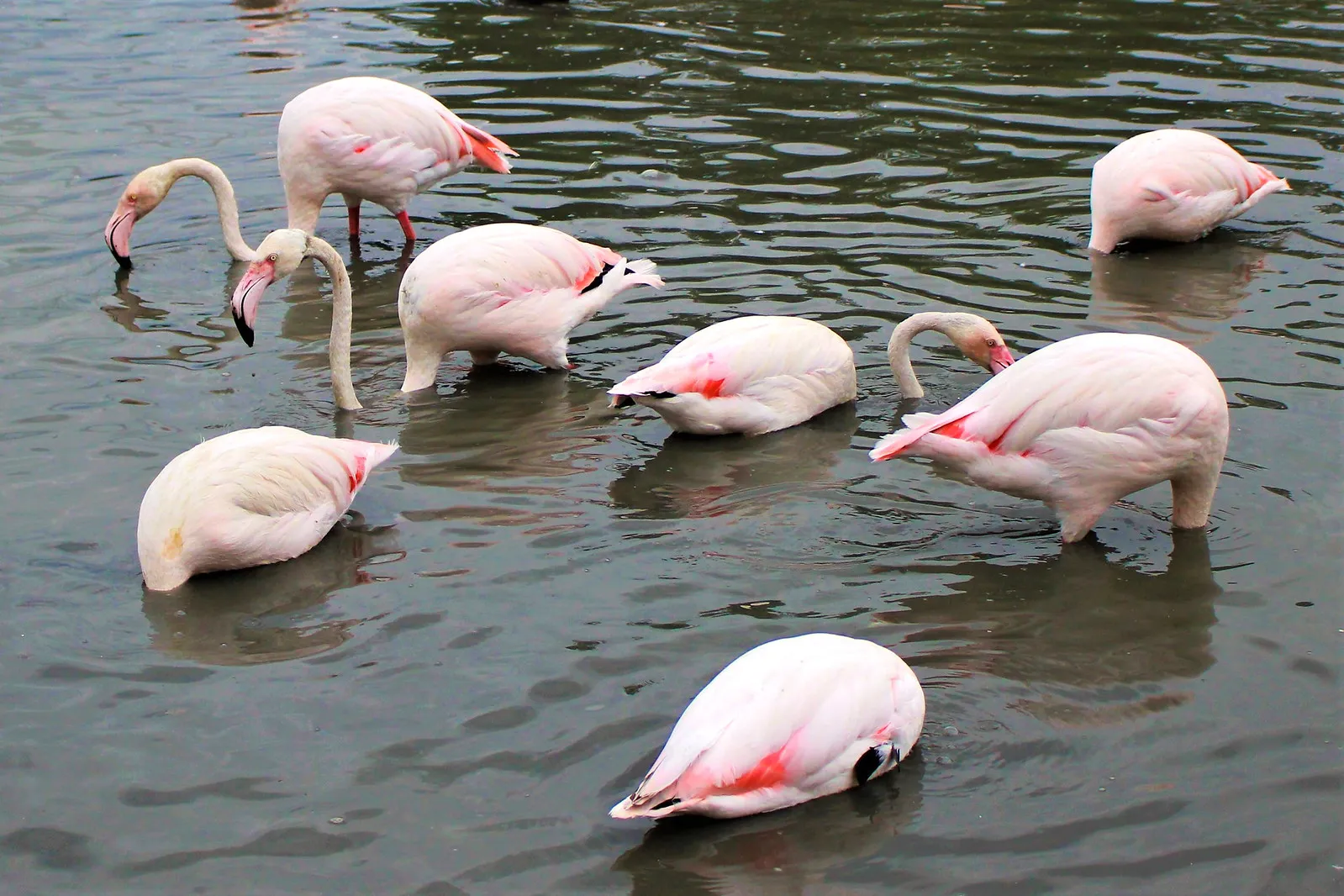 flamants roses la tete sous l eau 2 flamants roses la tete sous l eau 2