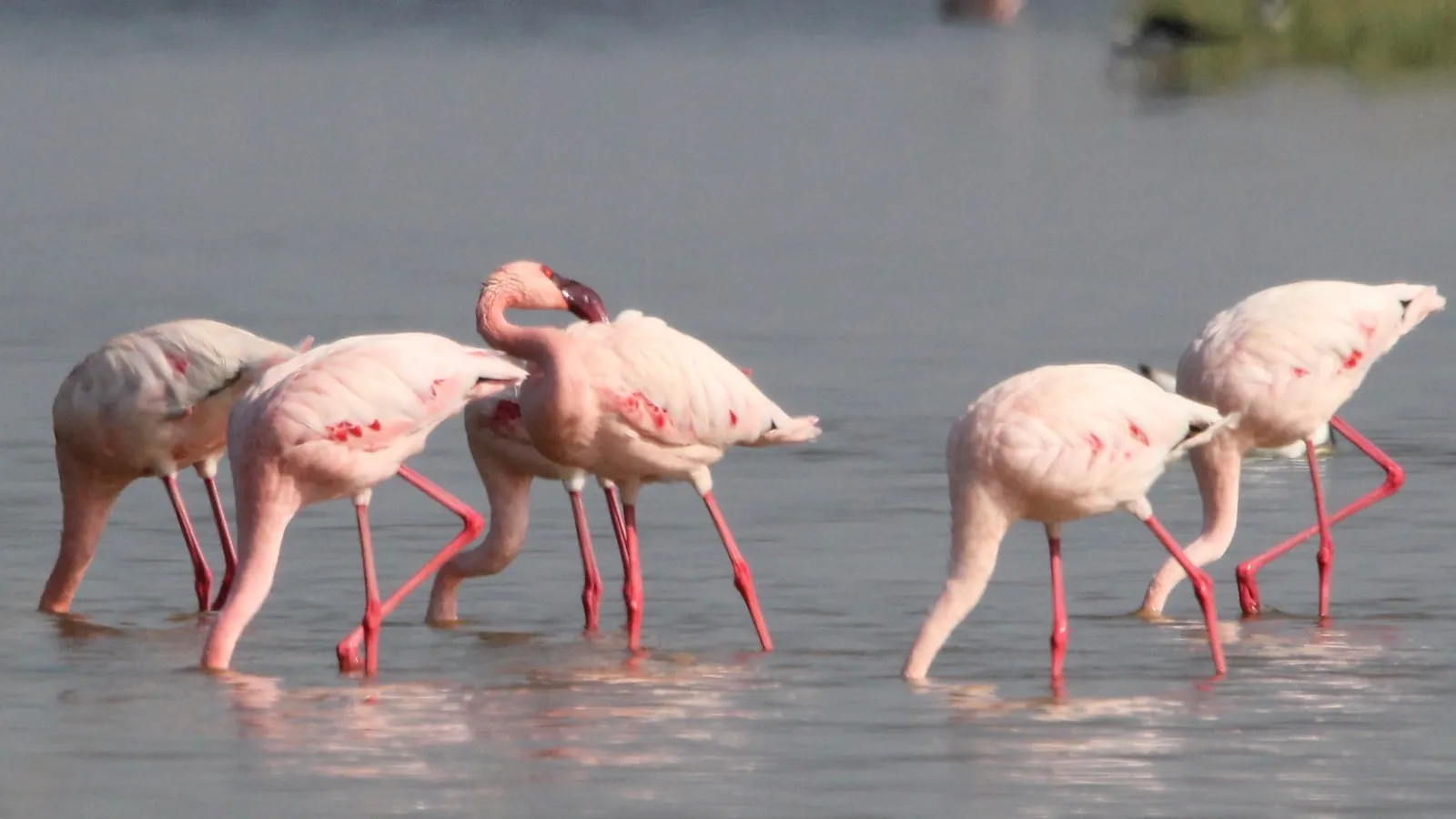 flamants roses la tete sous l eau flamants roses la tete sous l eau