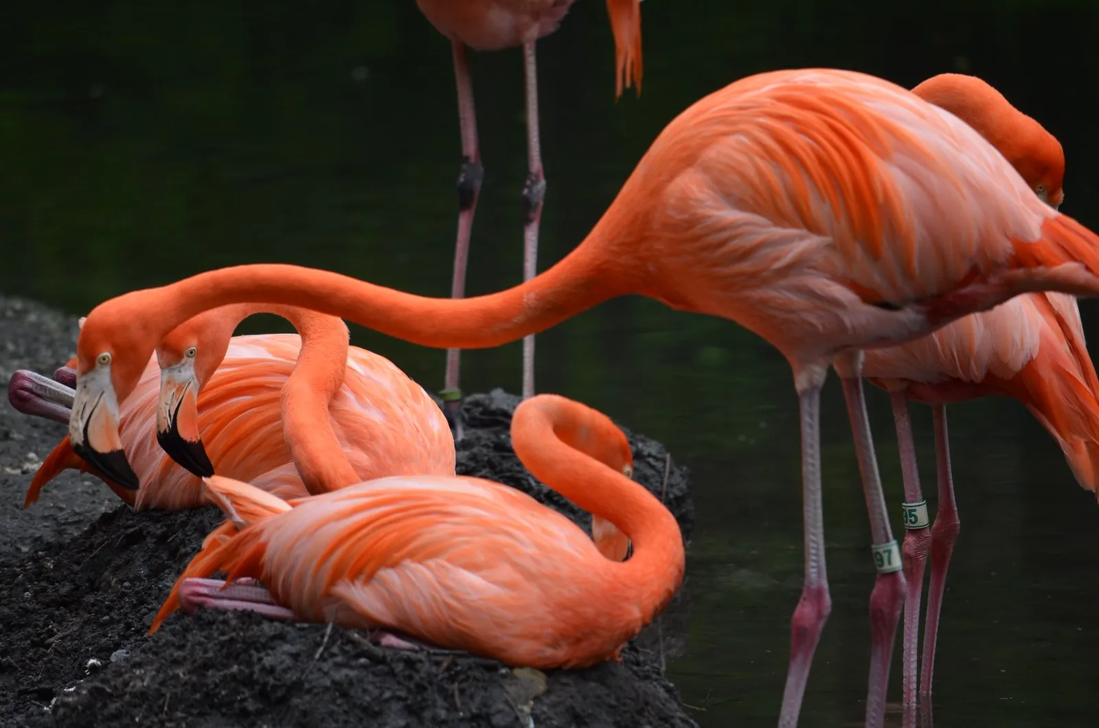 flamants roses flamants roses