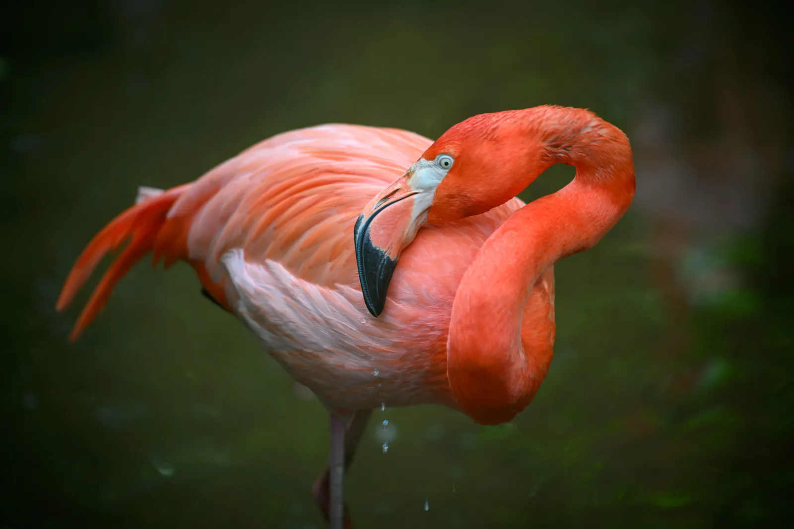 portrait de flamant rose portrait de flamant rose