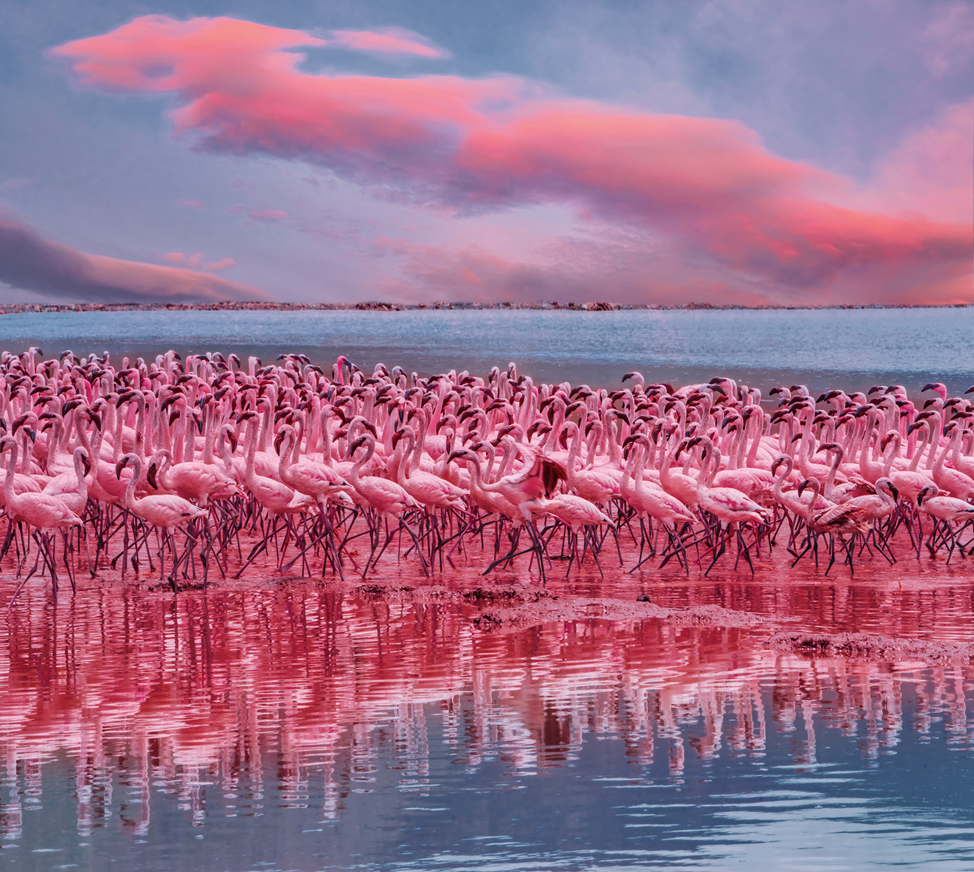 Big Flamingo Project - une horde de flamants roses sous l'objectif de Kristina Makeeva Big Flamingo Project une horde de flamants roses sous l objectif de Kristina Makeeva 10 Big-Flamingo-Project-une-horde-de-flamants-roses-sous-l-objectif-de-Kristina-Makeeva-10