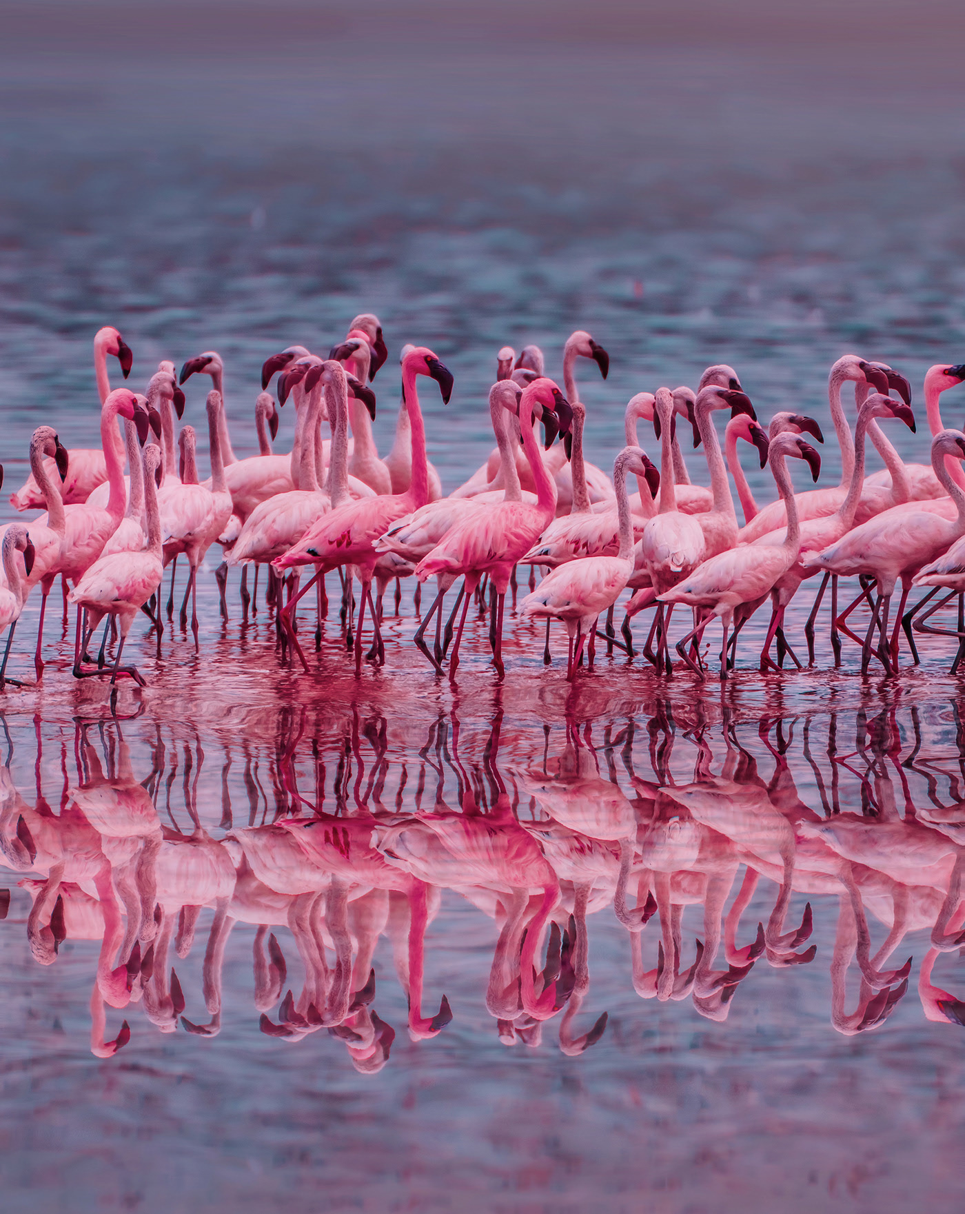 Big Flamingo Project - une horde de flamants roses sous l'objectif de Kristina Makeeva Big Flamingo Project une horde de flamants roses sous l objectif de Kristina Makeeva 11 Big-Flamingo-Project-une-horde-de-flamants-roses-sous-l-objectif-de-Kristina-Makeeva-11